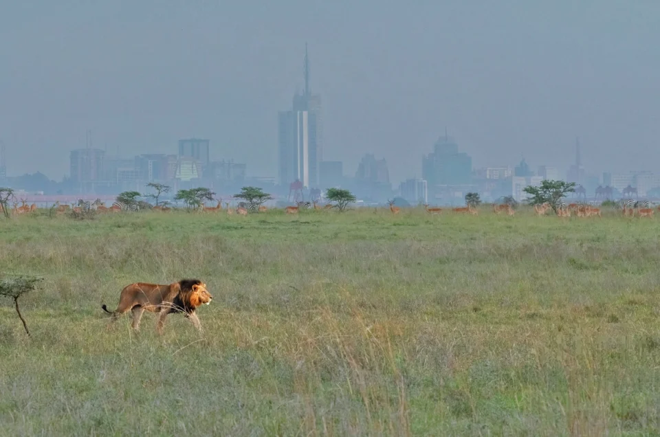 Nairobi National Park In Kenya