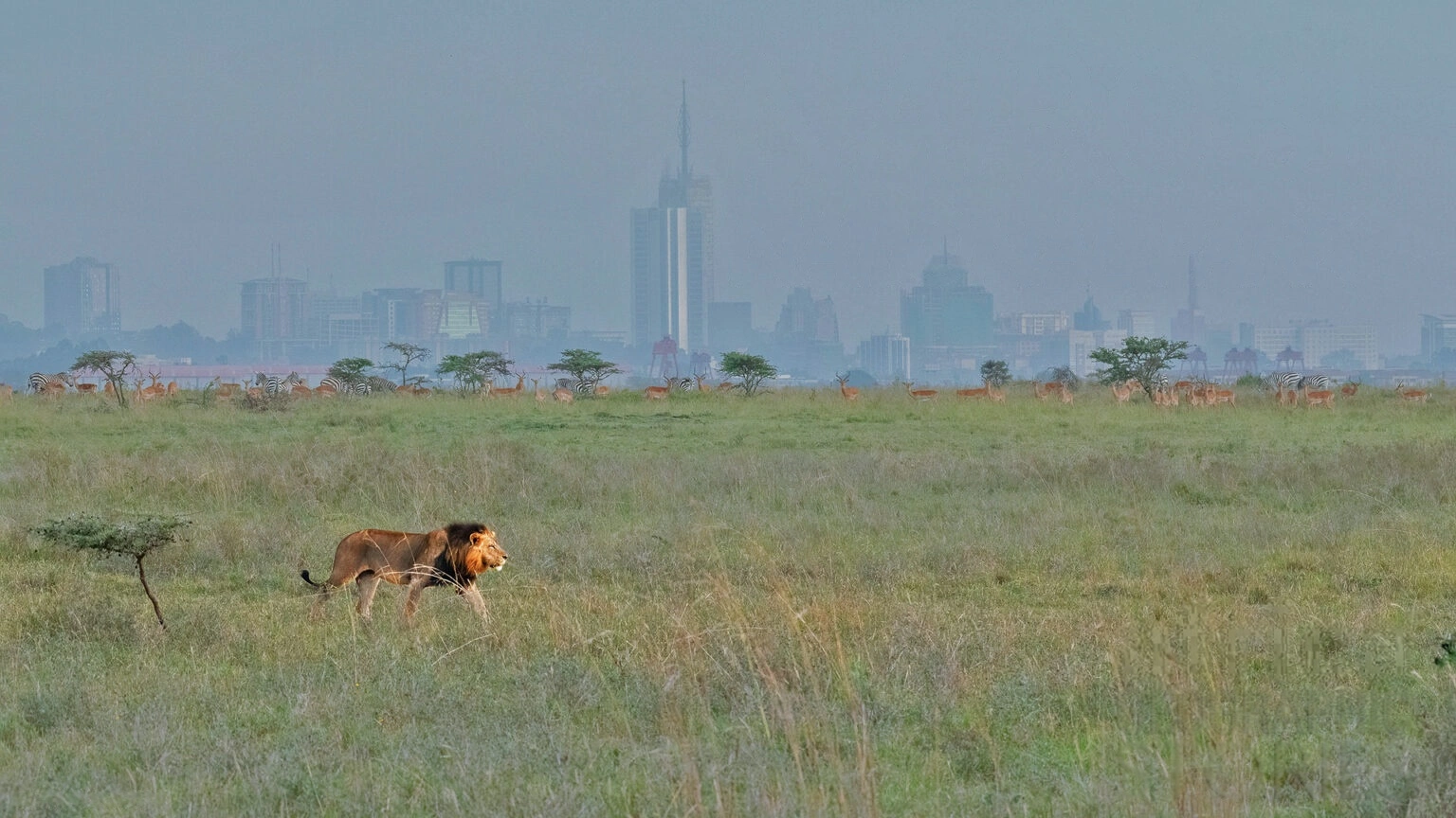 Nairobi National Park In Kenya
