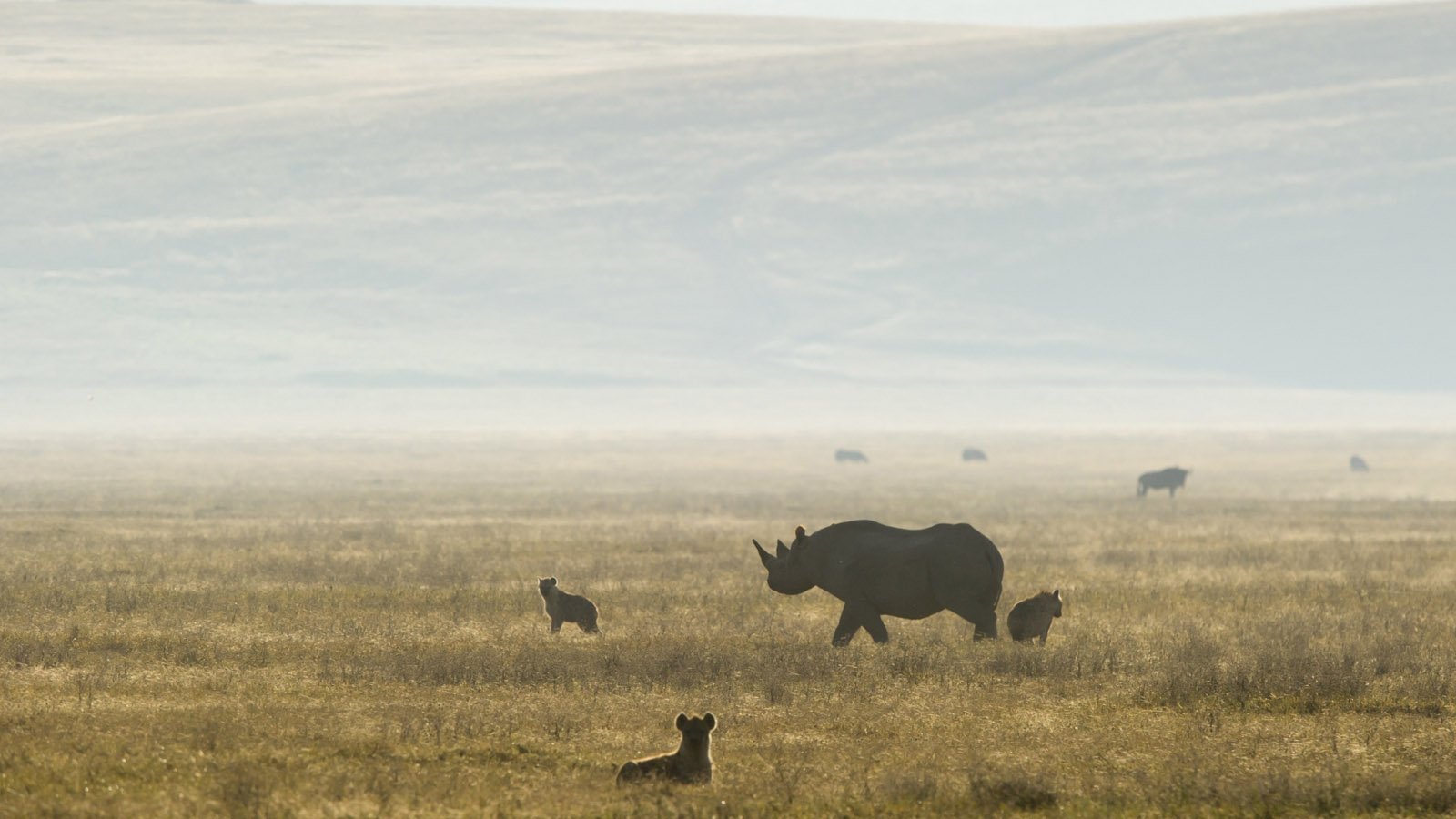 Ngorongoro Crater Safari