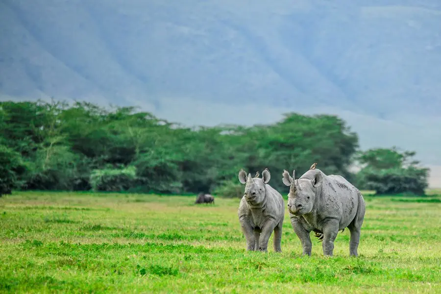 black rhinos in Ngorongoro Crater
