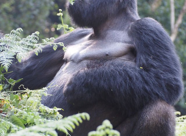 8-Day Big 5, Chimps & Gorilla Safari