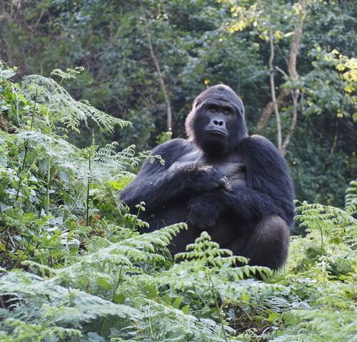 a mountain gorilla in Bwindi Impenetrable National Park