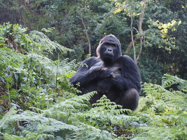 a mountain gorilla in Bwindi Impenetrable National Park