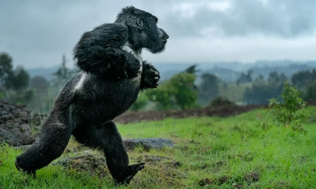 Uganda Gorilla Permit