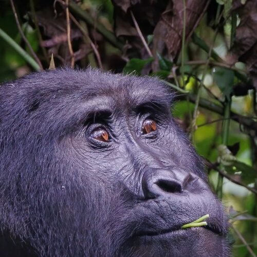 Mountain Gorillas
