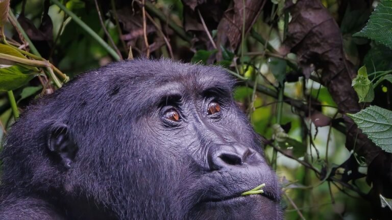 Mountain Gorillas