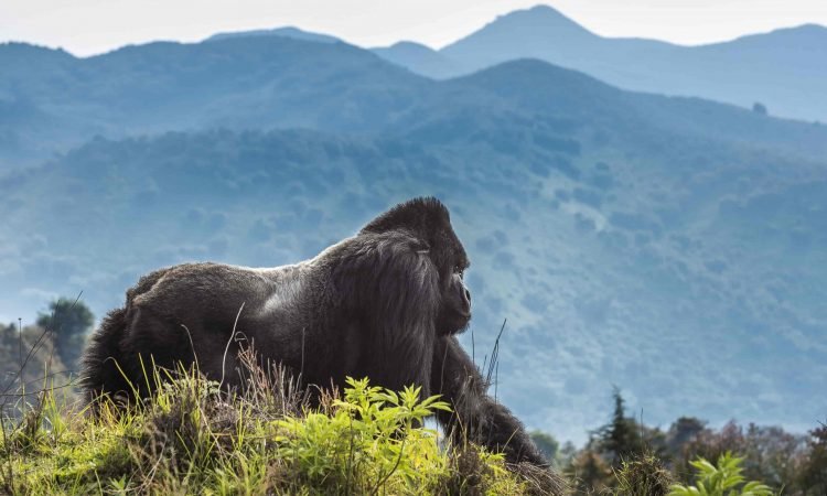 A GORILLA IN MGAHINGA NATIONAL PARK