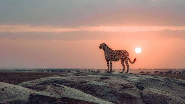 15-Day Uganda & Tanzania Grand Safari: From Gorillas to the Great Migration