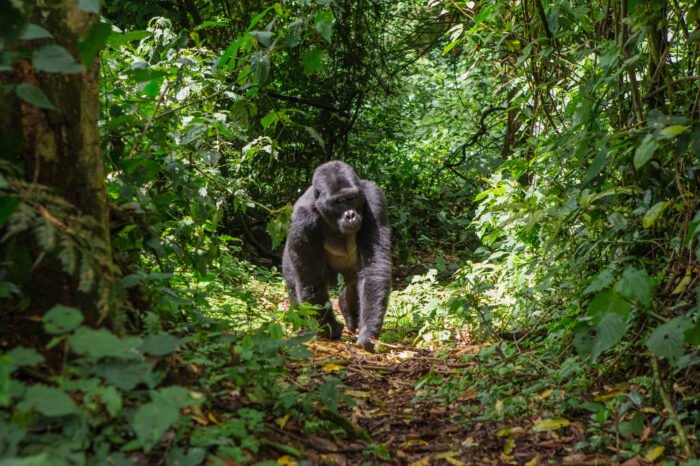 8-Day Big 5, Chimps & Gorilla Safari