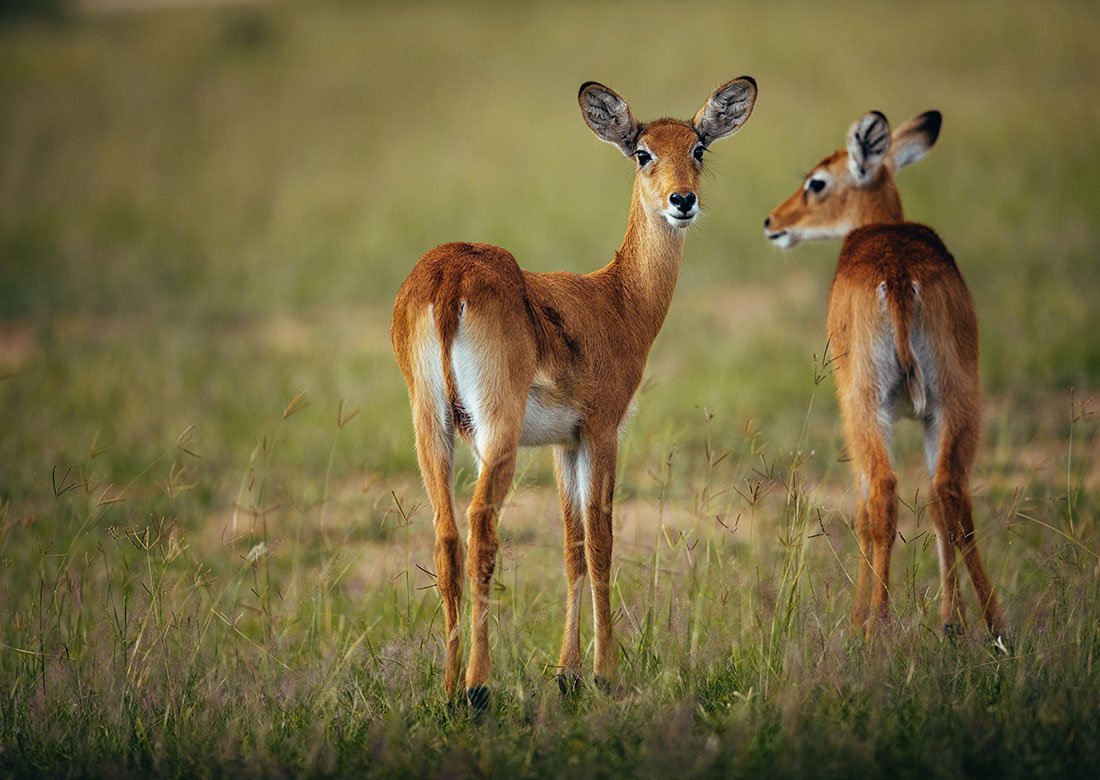 uganda-antelope