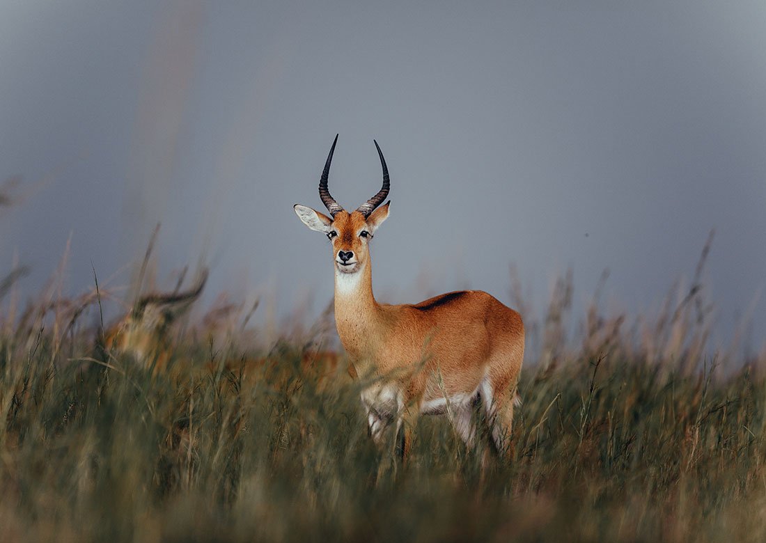 uganda-antelope2.jpg