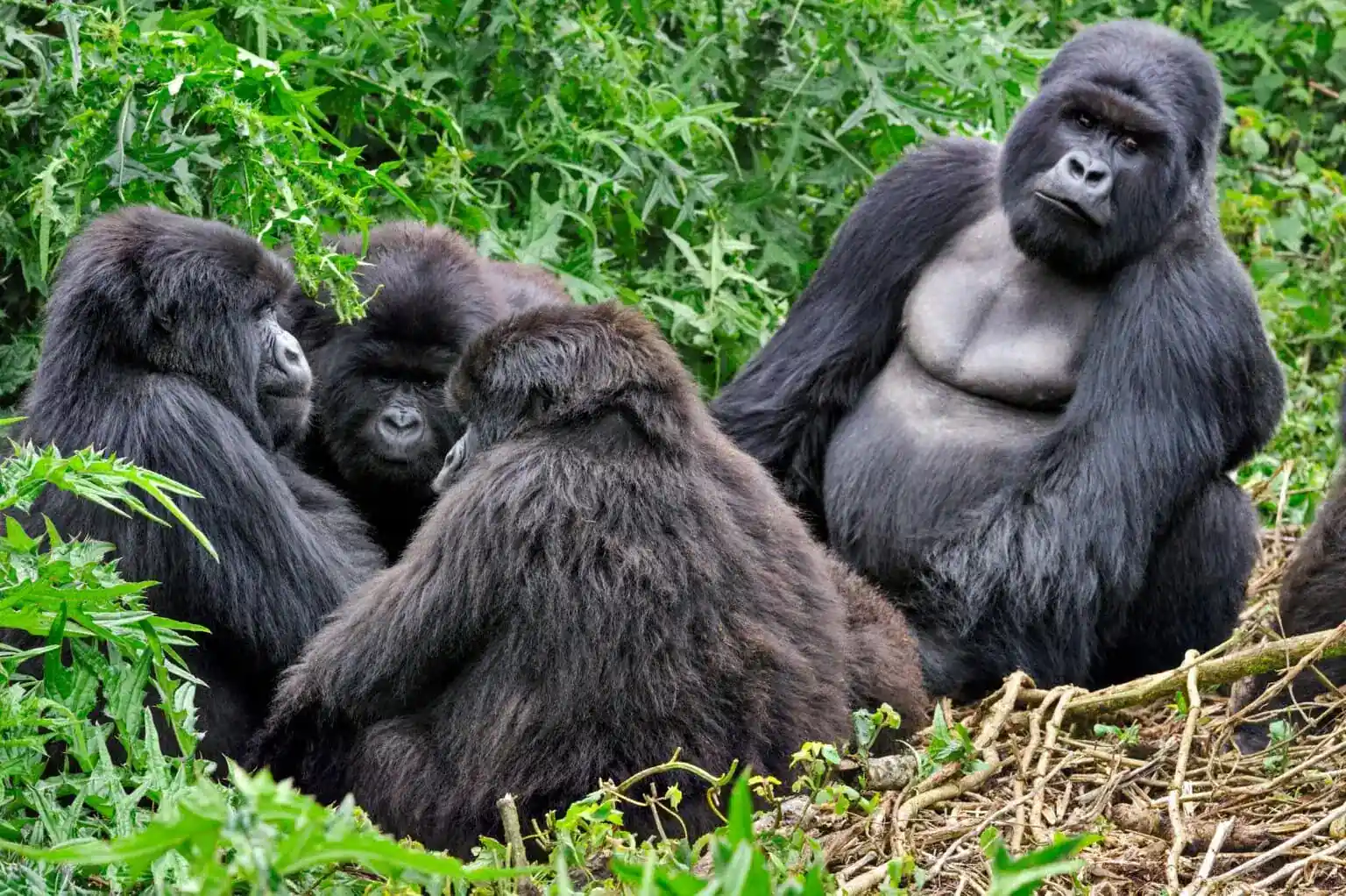 combining gorilla trekking with a safari in Tanzania
