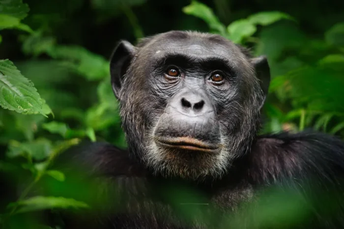 10-Day Uganda (Primates in depth) Gorillas & chimps