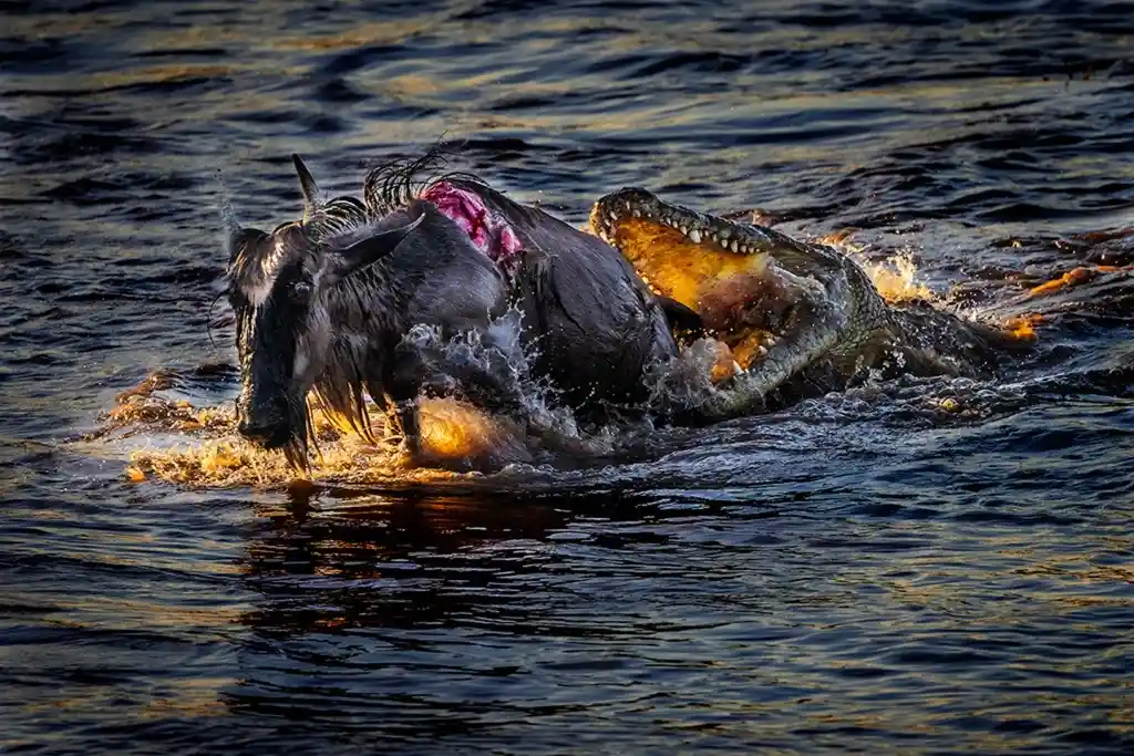 When To See The Wildebeest Migration In Africa (1)