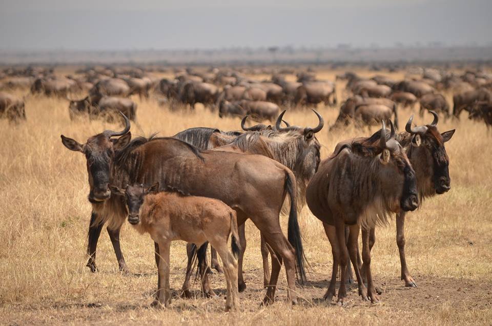 Wildebeest Calving Season