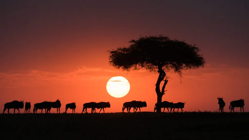 When To See The Wildebeest Migration In Africa (1)