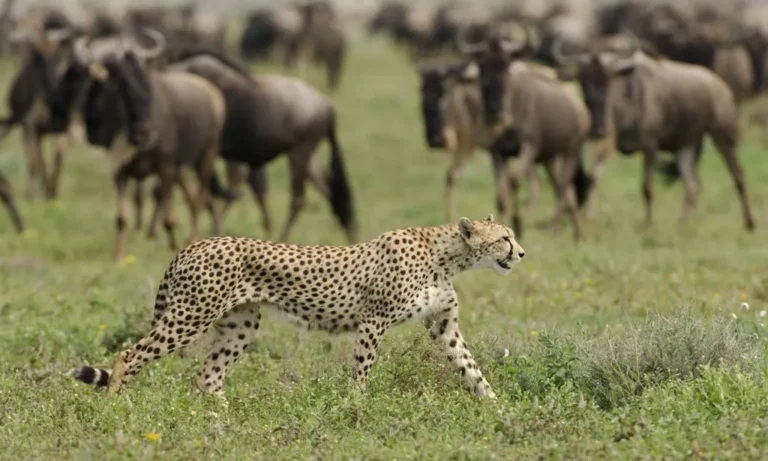 Serengeti