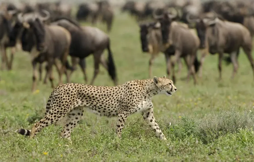 nomad_southern_serengeti