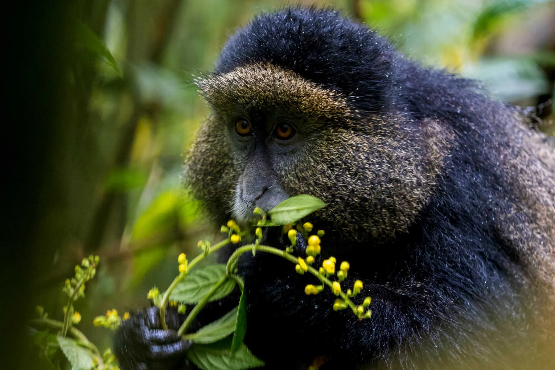 Golden Monkey Tracking