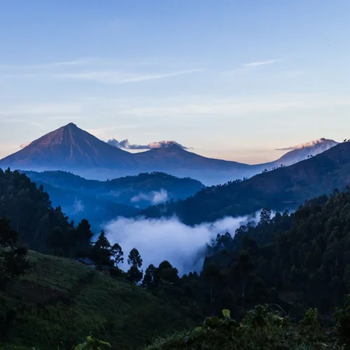 How difficult is gorilla trekking?