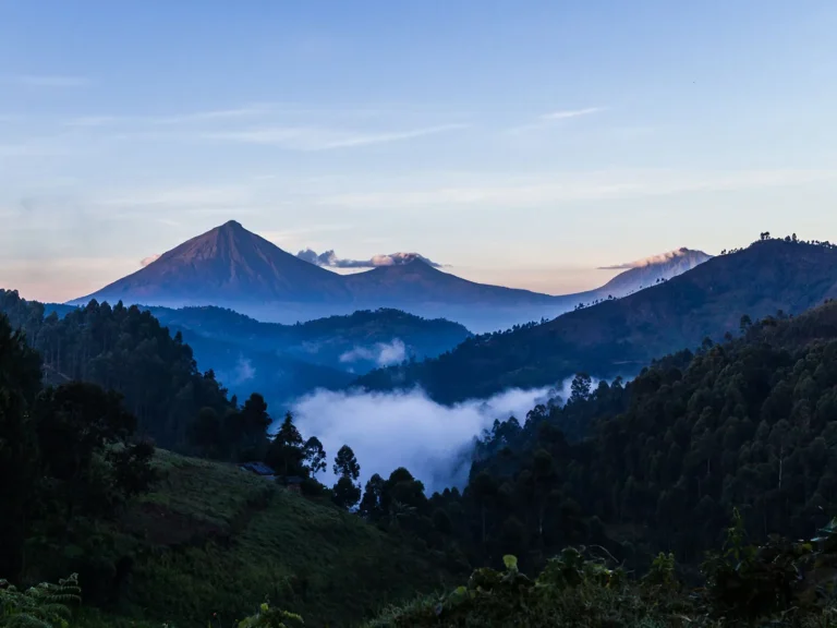 How difficult is gorilla trekking?