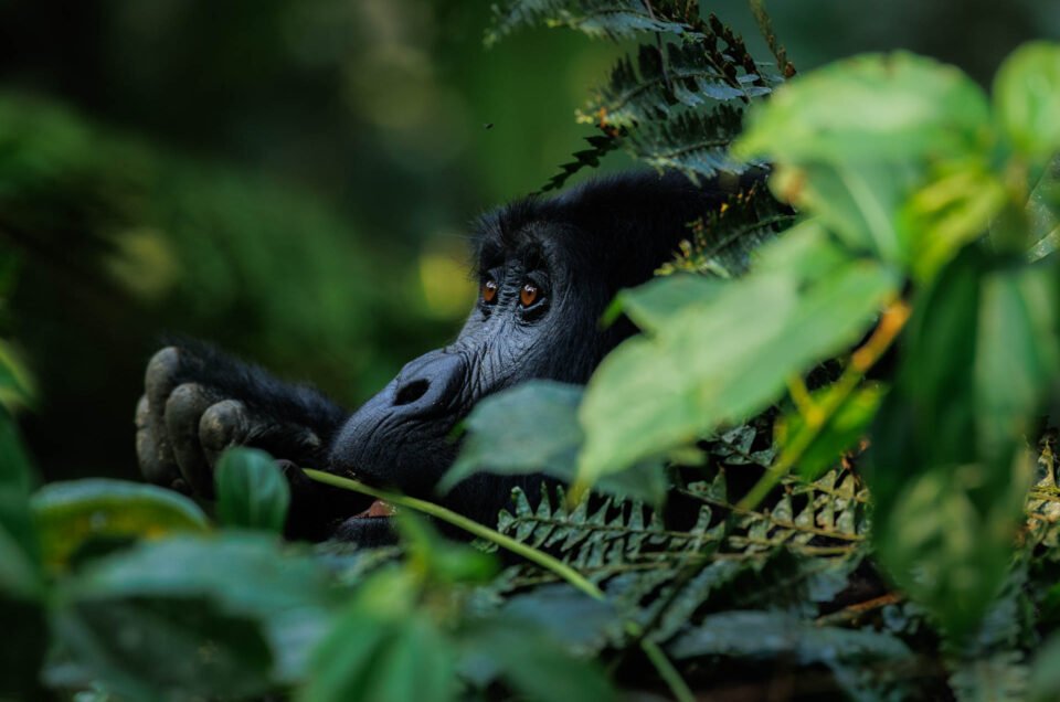 Rushegura-Gorilla-Family-Bwindi-Wild-Eye