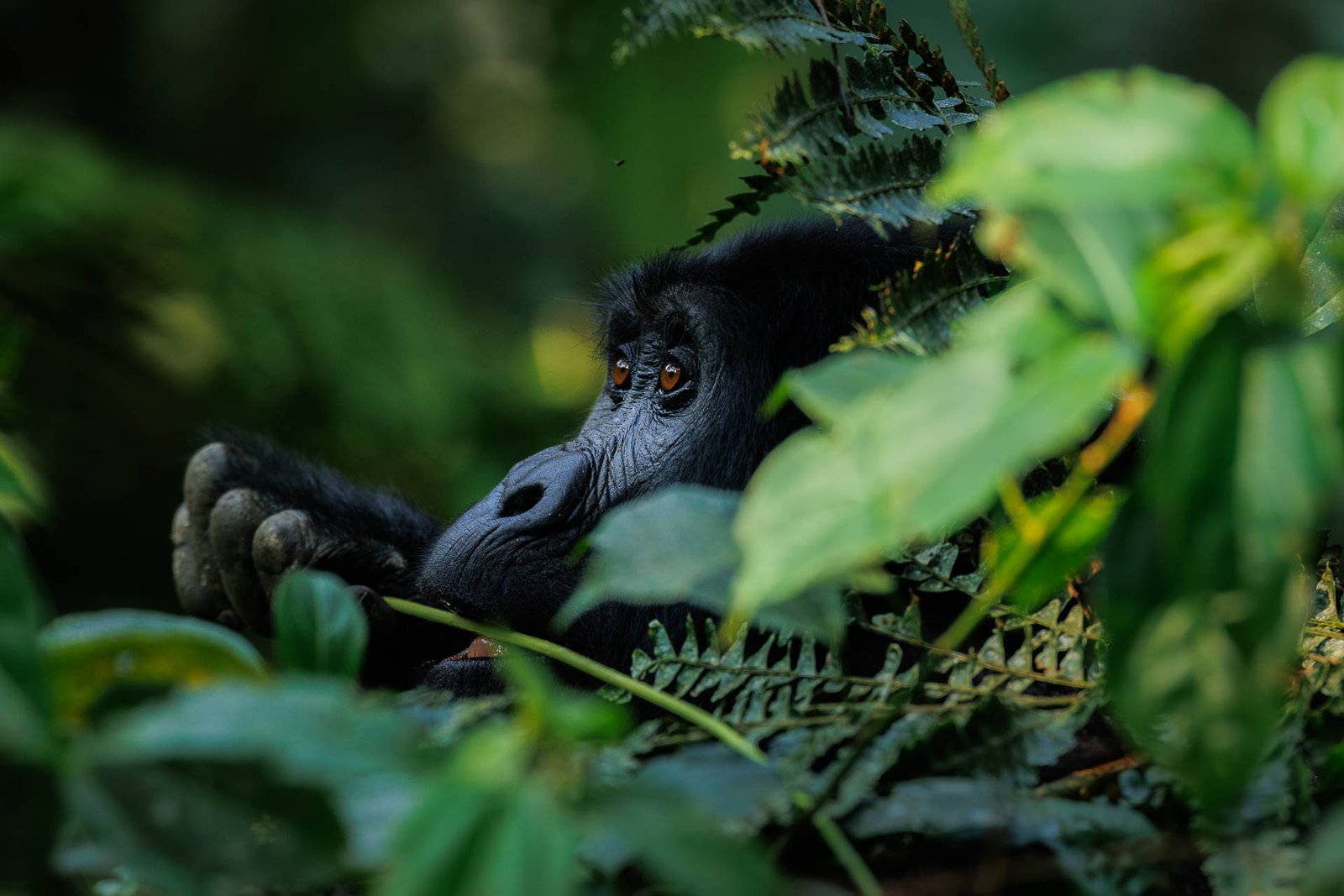 Rushegura-Gorilla-Family-Bwindi-Wild-Eye