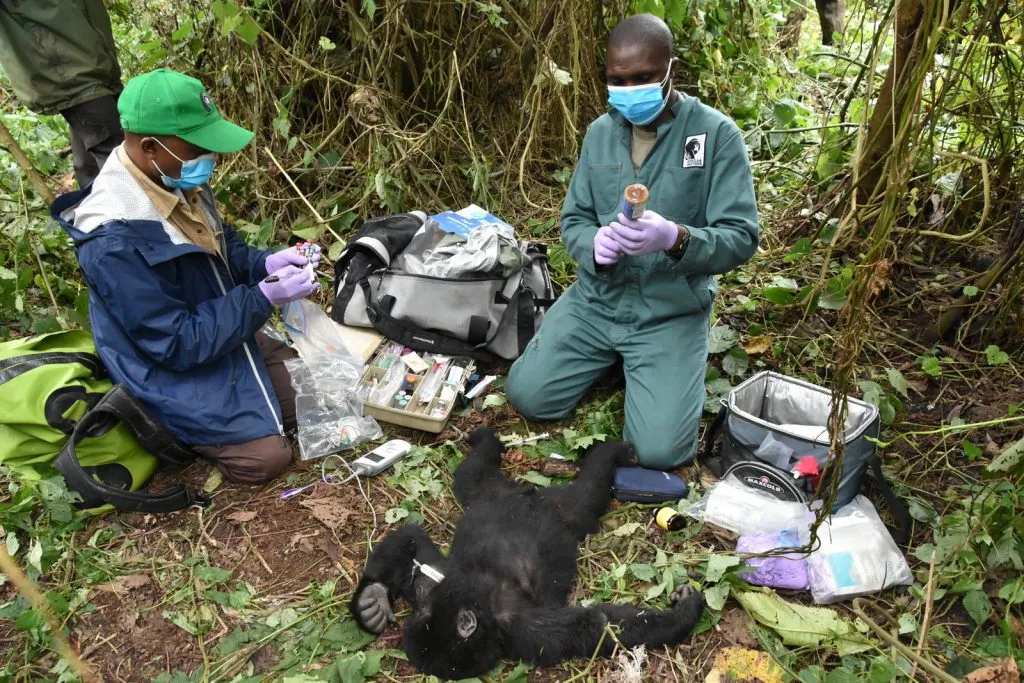 The-Intrepid-Foundation-Uganda_Gorilla-Doctors-Theodore-Snare-Removal-DRC-July2020-1024x683