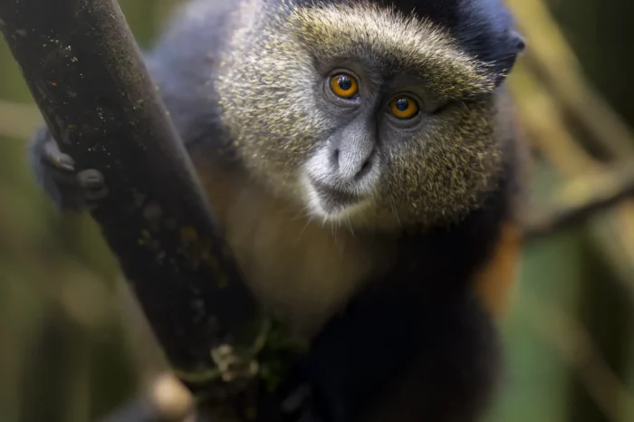 11-Day Remarkable Rwanda Safari