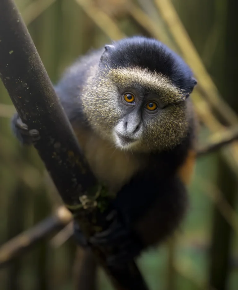 Golden Monkey In Mgahinga Gorilla National Park