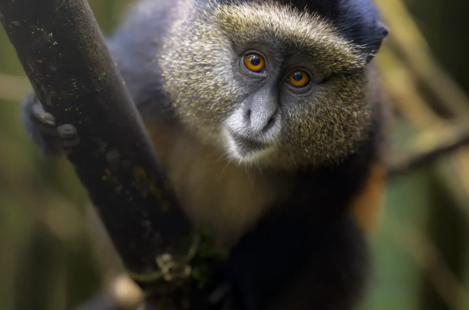 Golden Monkey In Mgahinga Gorilla National Park