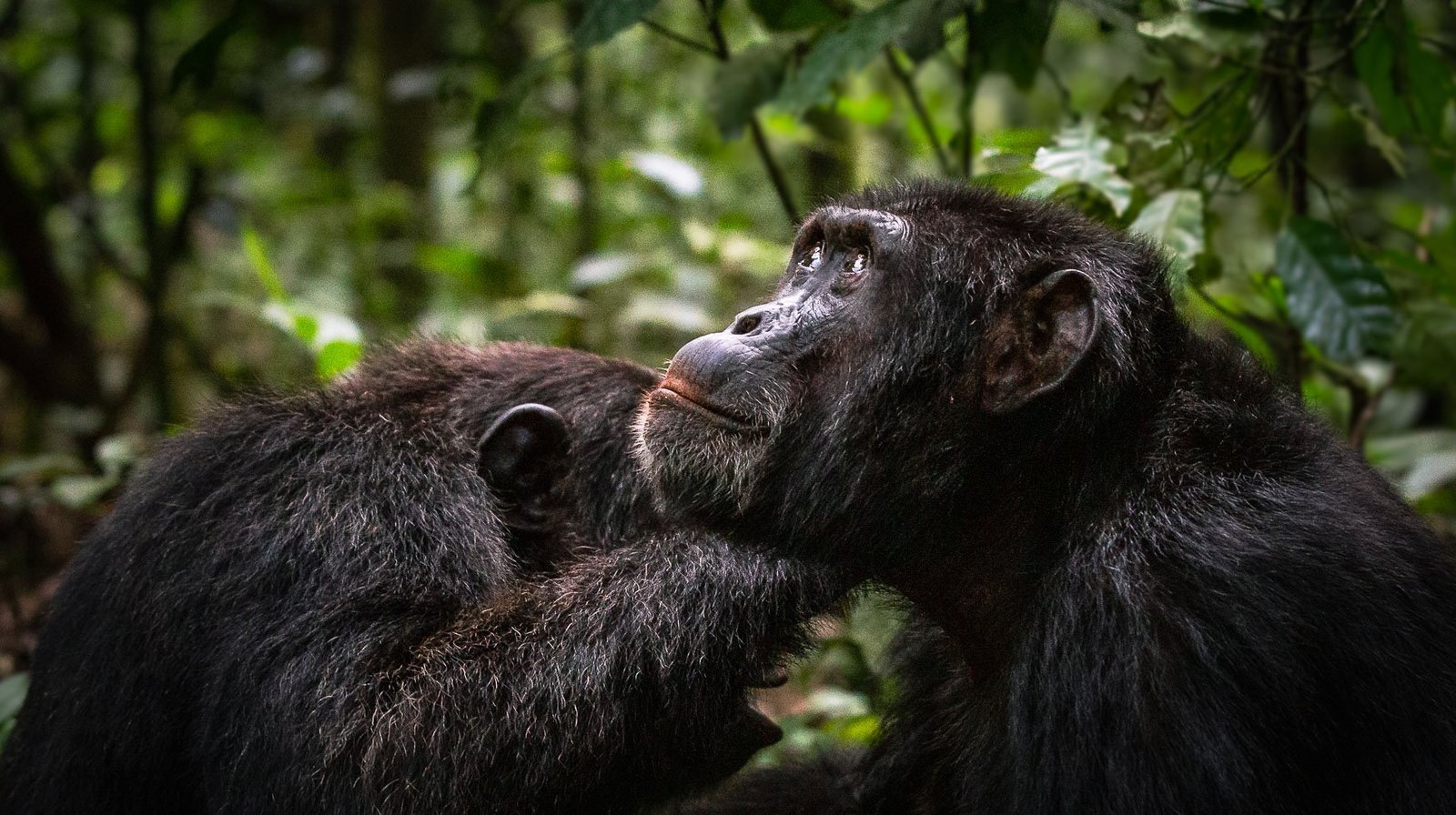Kibale Forest National Park