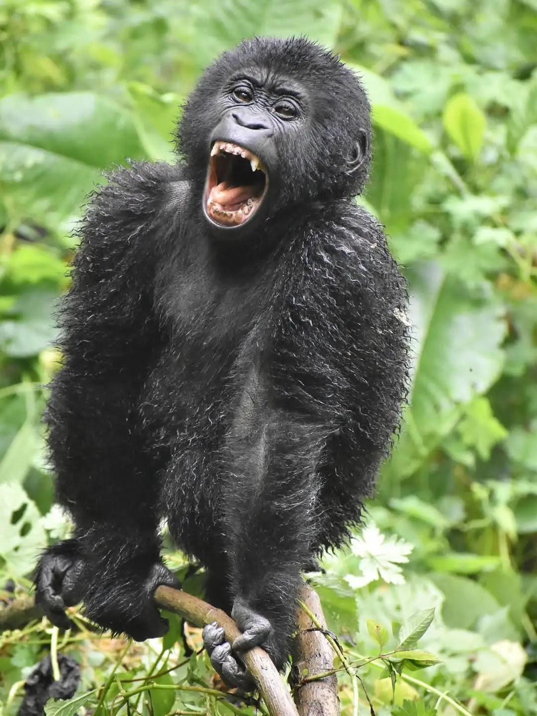 Gorilla Trekking