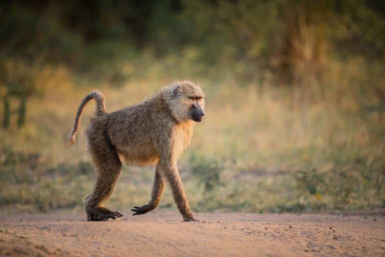 Uganda Safari FAQs