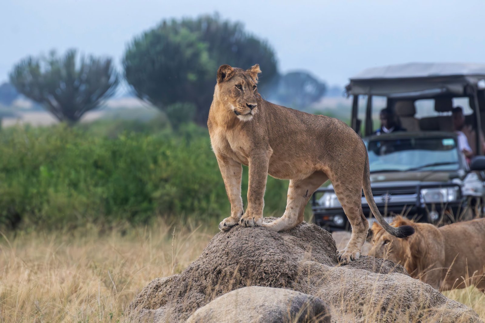 Uganda Luxury Safari
