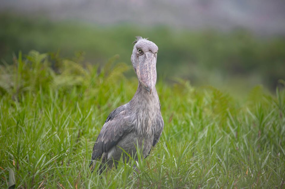 Sheobill in Mabamba Swamp
