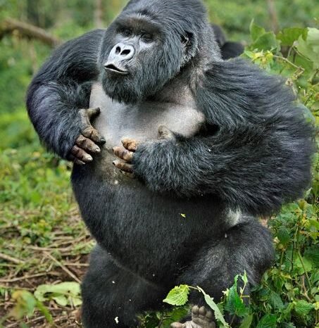 8-Day Big 5, Chimps & Gorilla Safari