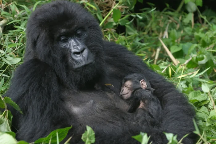 4 Day Luxury Gorilla Safari in Uganda