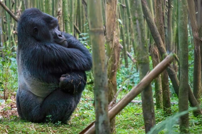 4 Day Luxury Gorilla Safari & Sunset Lake Victoria Boat Cruise