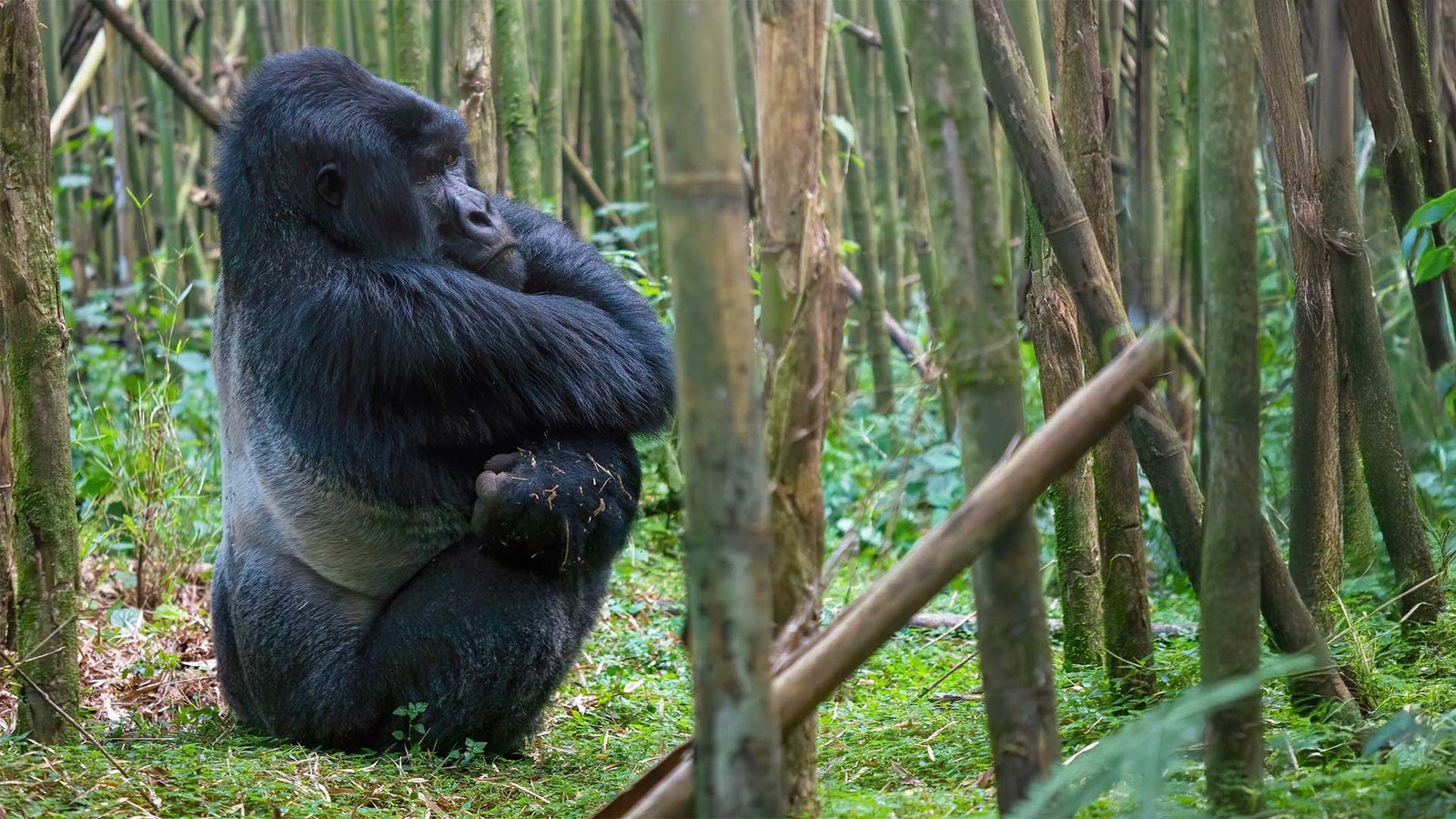 Gorilla trekking in Uganda