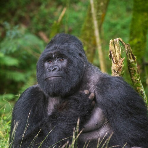 Facts about Mountain Gorilla Trekking