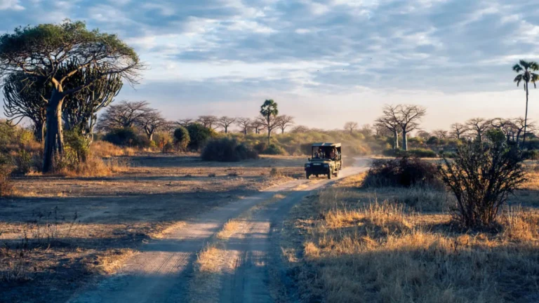 How Many Days You Need for An African Safari?