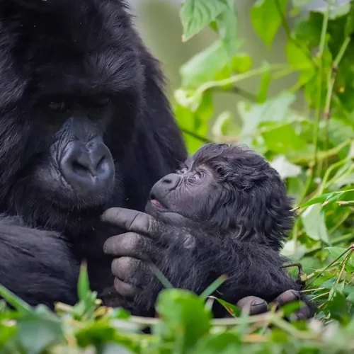 How To Do Gorilla Trekking on A Budget? Learn smart tips on choosing Uganda, low-season travel, short trips, and budget lodging to see gorillas affordably.