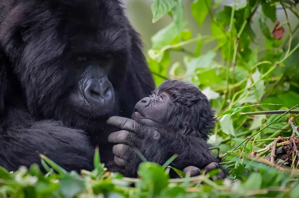 How To Do Gorilla Trekking on A Budget? Learn smart tips on choosing Uganda, low-season travel, short trips, and budget lodging to see gorillas affordably.
