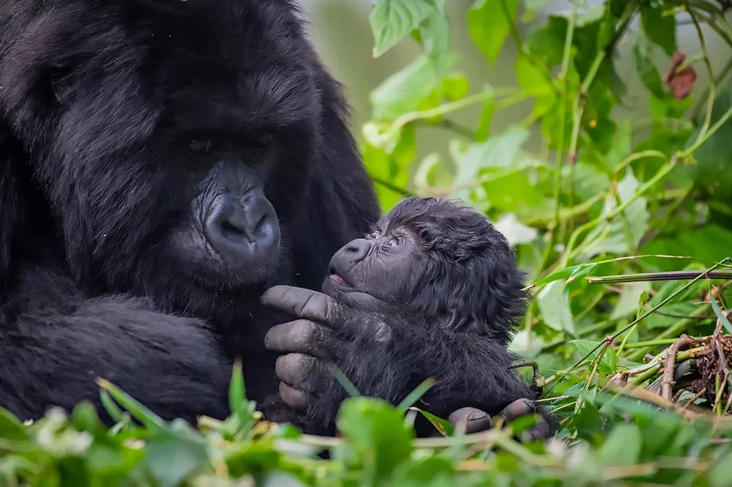How To Do Gorilla Trekking on A Budget? Learn smart tips on choosing Uganda, low-season travel, short trips, and budget lodging to see gorillas affordably.