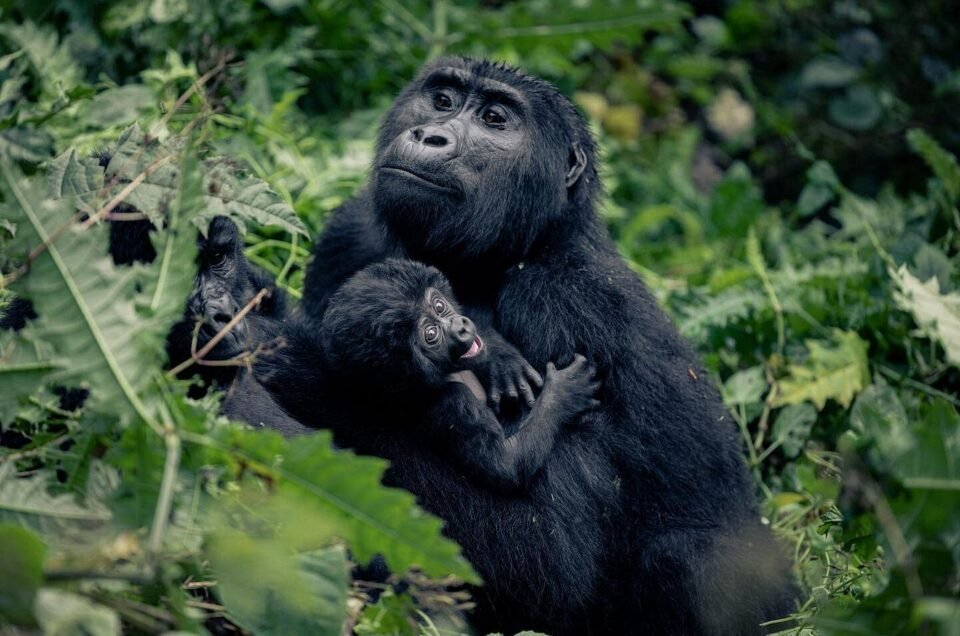 Greenway Nature Tours
