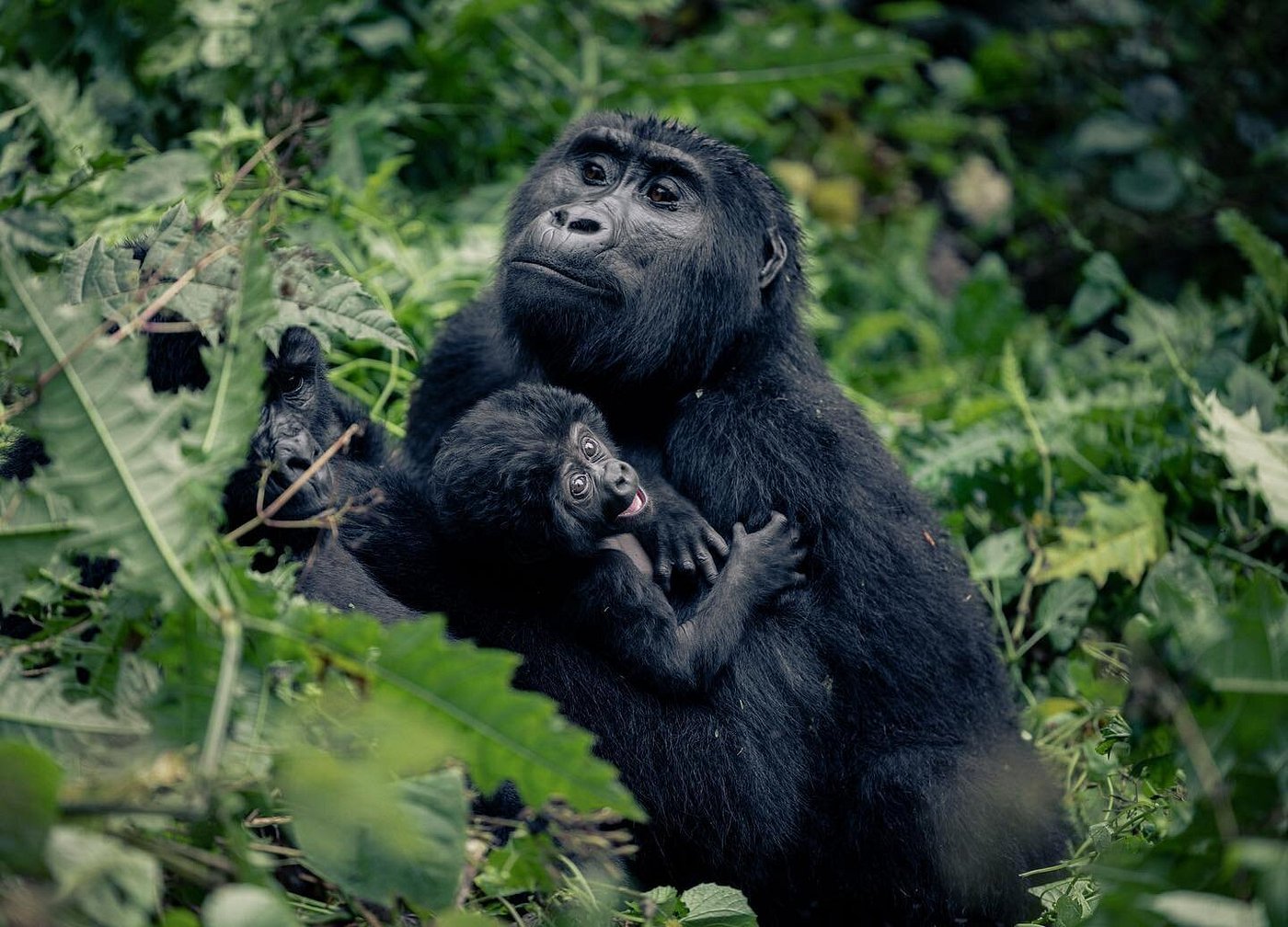 Greenway Nature Tours