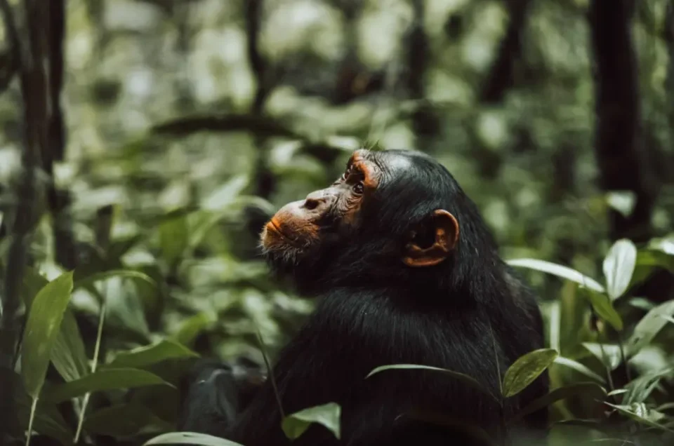 Primates in Uganda