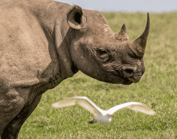 5-Day Kenya Big Five Safari
