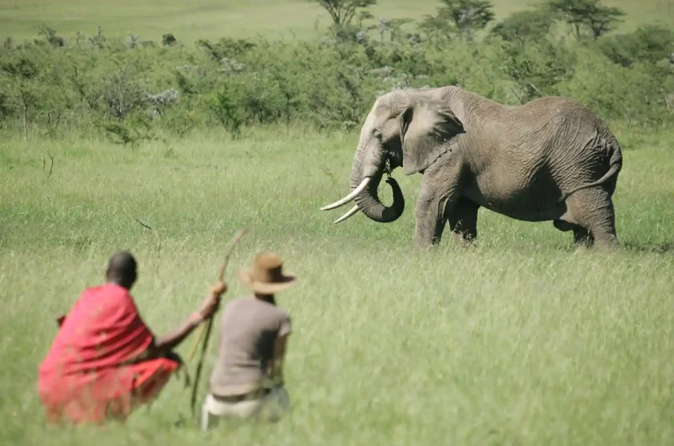 Naboisho-Camp-walking-safari-elephant-2.webp